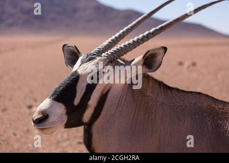 Curious gemsbok, also kinown as Oryx, with beautiful vertical horns and a distinct black and white pattern on its face and legs. Stock Photo