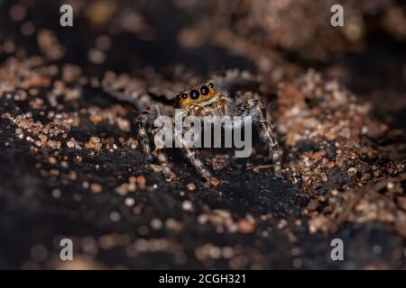 Gray Wall Jumping Spider of the species Menemerus bivittatus Stock Photo