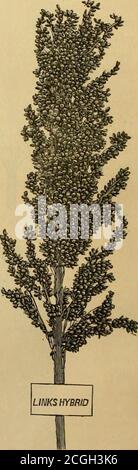 . The sorghum hand book; a treatise on the sorgho and imphee sugar canes, their history, culture and manufacture into syrup and sugar, and value for food and forage . LIBERIAN. The above varieties of the Imphee are well-known varieties grownin the United States for many years. They belong either to the originalvarieties brought by Mr. Leonard Wray from the Southeastern Coast ofAfrica, or have sprung from them. The names given these six Americangrown varieties are those by which they have been generally known. Thereis more or less confusion as to the names in different localities, the samevarie Stock Photo