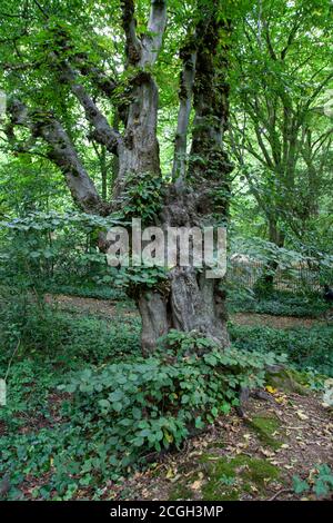 Pollarded Hornbeam (Carpinus betulus), boundary tree, Queen's Wood, London Stock Photo