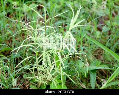 Cynodon dactylon or Bermuda grass in white and green color, Perennial Grass Stock Photo