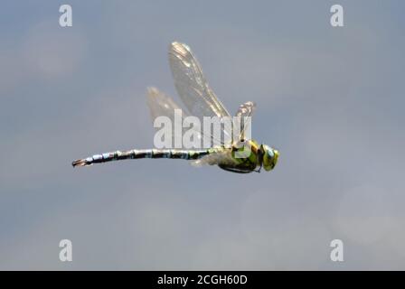 Dragonfly in flight 2 Stock Photo