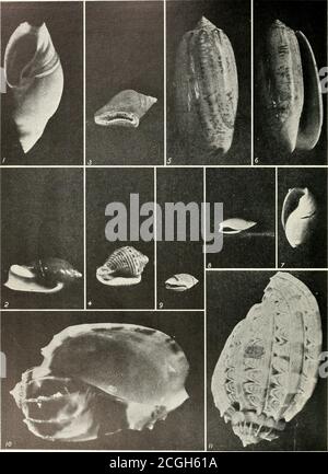 . The shell book . 1,2 Netted Olive, OUva reticularis. OLIVE SHELLS3, 4 Tiger Olive, OUva tigrina. 5, 6 Camp Olive, OUva. 1 Pol ished Ancillaria, A ncillaria xlabrato. 2 Cinnamon Ancillaria, Atifillaria cin- namomta. 5, Q 3 Greater Dove Shell, Columbclla major. 7 MARINE UNIVALVES 4 Southern Dove Shell, ColumbMa mcr- caloria. 6 Lettered Olive. Oliva titterata.Two-plaited Olive, Oliva biplicala. 8 San Pedro Rice Shell,O/it¥//&lt;i Pedroana. 9 Southern Rice Shell, Olivclta muticti.10, 11 Swollen H^rp Shell, Harpa vcntri- cosa. The Olive Shells. Rice Shells. Harp Shells border, and the same wavy e Stock Photo