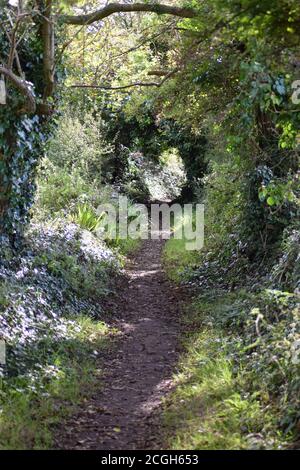 track through tunnel of trees Stock Photo