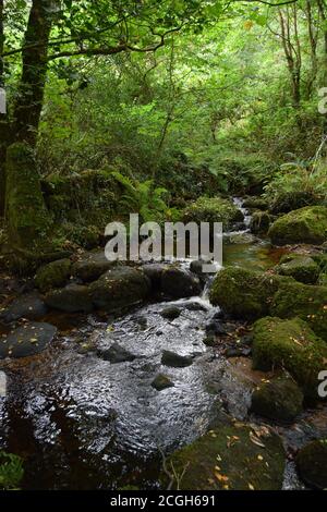 woodland stream Stock Photo