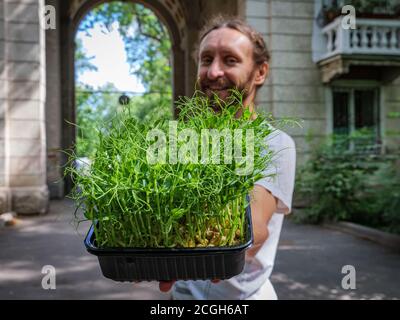The guy offers microgreens. Cheerful guy pushes a container with fresh microgreens of pea sprouts Stock Photo