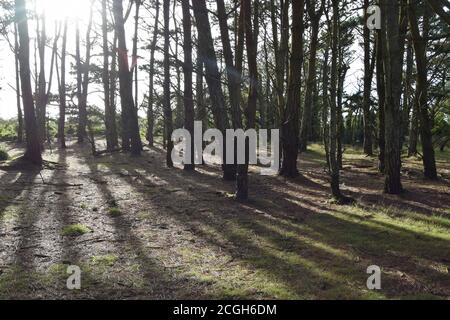 long tree shadows Stock Photo