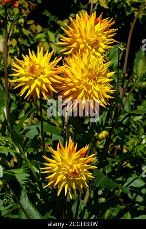 Beautiful yellow dahlia flower on a background of green leaves. Stock Photo