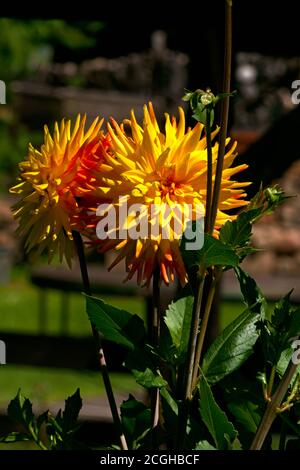 Beautiful yellow dahlia flower on a background of green leaves. Stock Photo