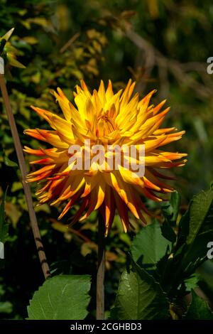 Beautiful yellow dahlia flower on a background of green leaves. Stock Photo