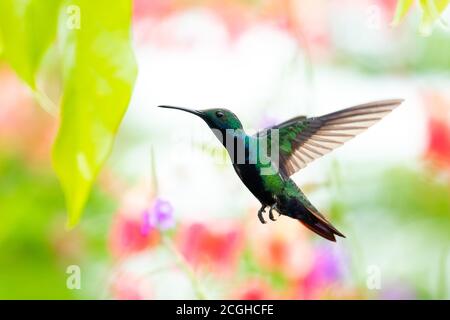 A Black-throated Mango hummingbird hovering in a garden with a floral background. Bird in a garden. Hummingbird in natural surrounding Stock Photo