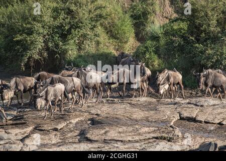 A herd of blue wildebeest gnu carefully cross the Talek river in the Maasai Mara Reserve in Kenya. Stock Photo