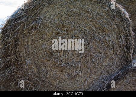 Texture of a round hay bale photographed from the front. Stock Photo