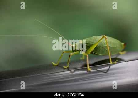 Tettigonia aka bush cricket or katydid,  New York State, USA Stock Photo