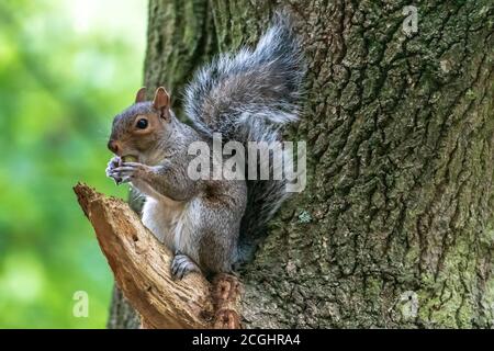 Grey squirrel eating an acorn in a tree. Stock Photo