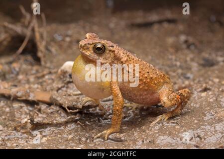 Lesser Stream Toad, Ingerophrynus parvus Stock Photo