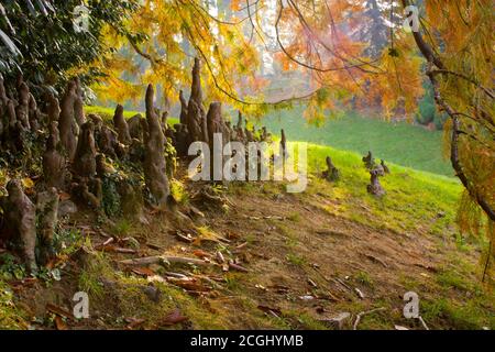 tree roots sprouting from underground to the sky Stock Photo