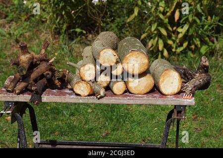 Sawn firewood on a workbench in a Dutch garden. September, Netherlands Stock Photo