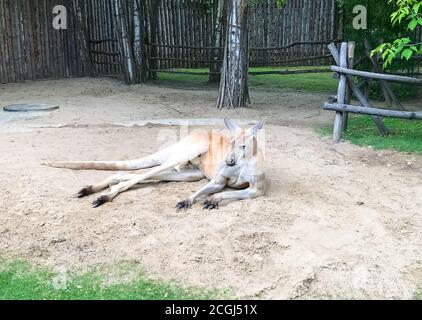 A kangaroo is lying on the ground in the zoo. Stock Photo