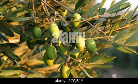 olives on the branches of the olive tree Stock Photo