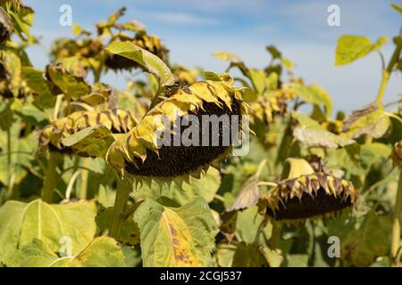 withered dead yellow-green sunflowers without seeds on an autumn day in front of a blue sky, unfortunately the beauty has an end Stock Photo