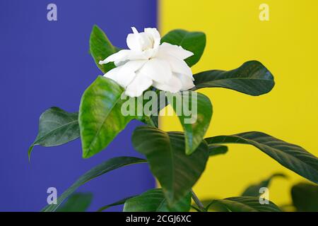 White gardenia flower on blue and yellow background Stock Photo