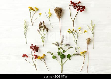 Autumn flowers on white background, flat lay. Autumnal wildflowers, herbs and berries on rustic wood. Fall garden nature details Stock Photo