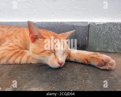 Relaxed ginger cat sleeping sweetly on the concrete floor, close-up Stock Photo