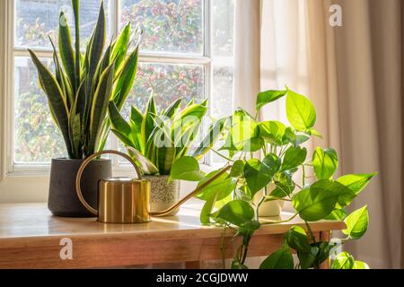 A sansevieria trifasciata snake plant in the window of a modern home or apartment interior. Stock Photo