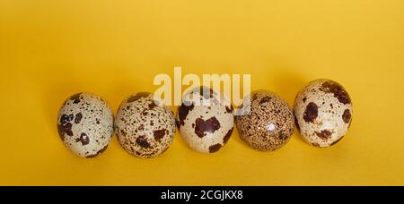 Five quail eggs lie in a row on a yellow background, close-up, banner Stock Photo