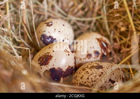 Four quail eggs lie in a nest of straw, macro Stock Photo