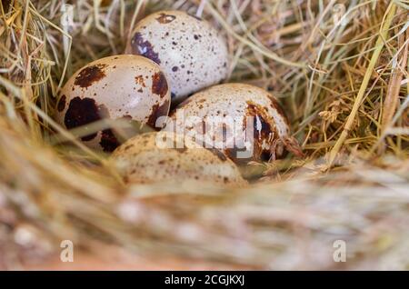 Four quail eggs lie in a nest of straw, macro Stock Photo