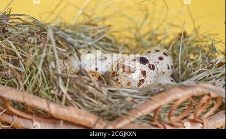 Several quail eggs lie in a nest of straw, macro Stock Photo