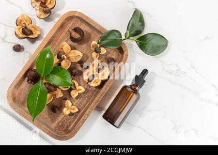 Camellia essential oil bottle and camellia seeds on wooden tray. Beauty, skin care, wellness Stock Photo