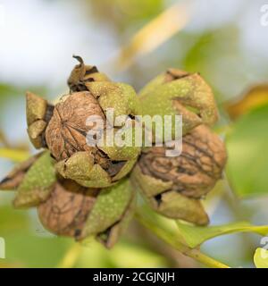 Ripe walnuts on the tree Stock Photo