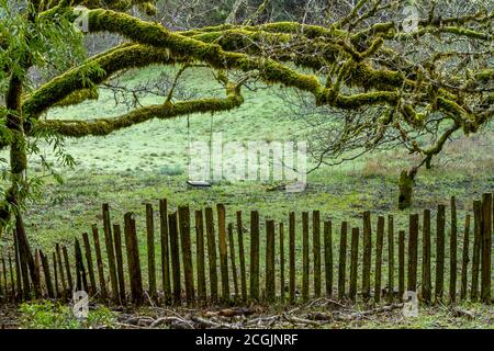 Calm Desire - A swing hangs from a craggy tree beyond an old fence. Venado, California, USA Stock Photo