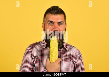 Farmer with cheerful face holds yellow corn near mouth. Agriculture and fall crops concept. Man with beard eats corn cob isolated on yellow background. Guy shows his harvest Stock Photo