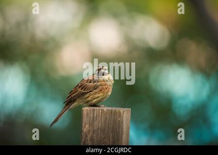 Cirl Bunting (Emberiza cirlus) perched on a wooden post in a garden in Corsica Stock Photo