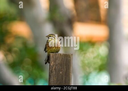 Cirl Bunting (Emberiza cirlus) perched on a wooden post in a garden in Corsica