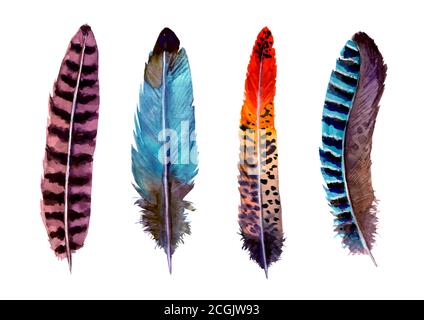 Watercolor feathers set isolated on white. Hand drawn watercolour bird feather vibrant boho style bright illustration. Print design for t-shirts, invi Stock Vector