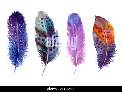 Watercolor feathers set isolated on white. Hand drawn watercolour bird feather vibrant boho style bright illustration. Print design for t-shirts, invi Stock Vector