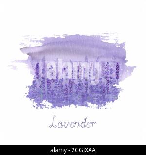 Lavender field pattern on purple stain isolated on white background. Watercolour hand drawn flowers. Watercolor botanical illustration with lettering. Stock Vector