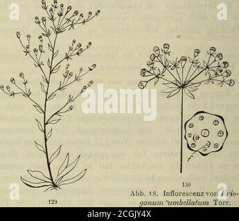 . Botanische JahrbuÌcher fuÌr Systematik, Pflanzengeschichte und Pflanzengeographie . n Seitenzweige sind unterdrÃ¼ckt (nach Dammer). Bei E. Douglasii Bth.soll sich die Achse zwischen dem letzten und vorletzten Dreierquirl ge-streckt haben, so daÃ der Stengel beblÃ¤ttert erscheint. Noch einen Schrittweiter in dieser Richtung gehe E. androsaceum Bth., da sich hier alle 288 H. Gross. drei Knospen des letzten Dreierquirls sowie die Hauptachse zu einerPartialinflorescenz entwickeln. Dieser Typus bildet nach Dammer den Aus-gangspunkt fÃ¼r die Ã¼brigen Typen. Dammer nimmt also an, daÃ sich die kompl Stock Photo