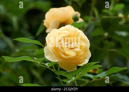 Closeup of a large yellow rose blooming in late summer Stock Photo