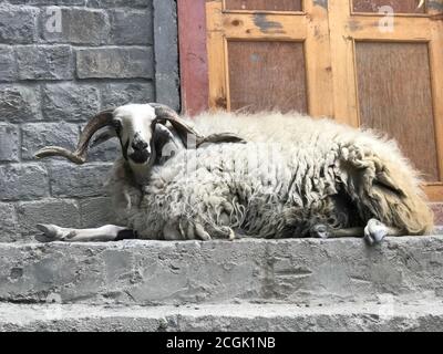 Large shaggy nepalese ram with horns in village Kagbeni, Upper Mustang, Nepal. Wool of himalayan sheep produces natural products from local cashmere. Stock Photo