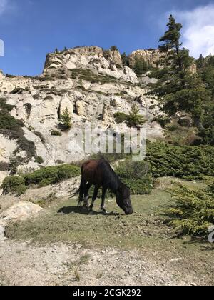 Beautiful white rocks in kingdom Mustang, near mount Nilgiri. Brown horse grazes on green lawn in coniferous forest in Himalayas foothills, Nepal. Stock Photo