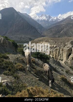 Horses grazing on rocky foothills of Nilgiri mountain in Nepal. Himalayan horses on the pasture near Marpha village, Dhawalagiri Zone,Mustang district Stock Photo