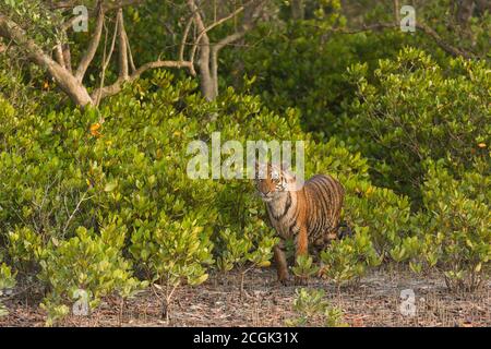 Young sub adult Bengal tiger looking around after coming out of the bushes on a winter late afternoon at Sundarban Tiger Reserve, West Bengal, India Stock Photo