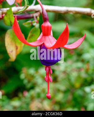 Fuchsia Magellanica flower Stock Photo