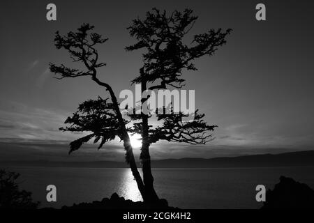 Beautiful View of the Setting Sun on Olkhon Island, Lake Baikal, Russia, Seen Through the Branches of a Pine Tree Stock Photo